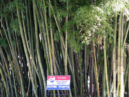 Bamboo with a for sale sign