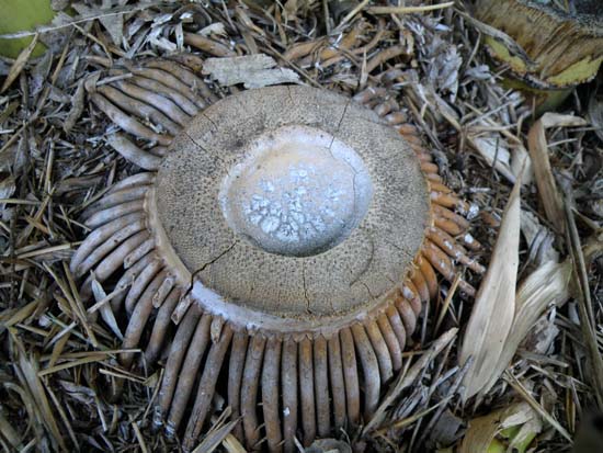 Bamboo stump