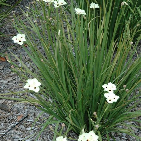 Dietes bicolour (Peacock flower) - True Green Nursery