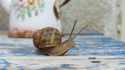 241 Cute And Funny Pet Snail Names - Animal Hype