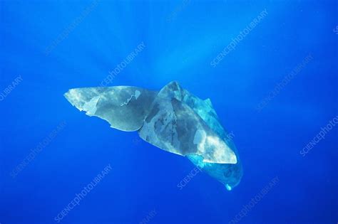 Sperm whale diving - Stock Image - C014/0539 - Science Photo Library