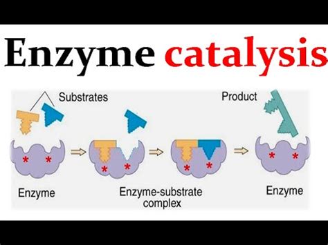 Enzyme catalysis mechanism - YouTube