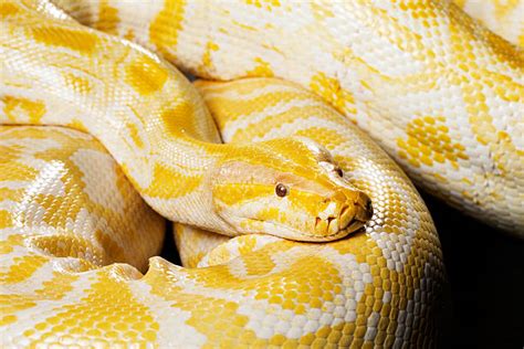 Yellow Burmese Python Stock Photos, Pictures & Royalty-Free Images - iStock