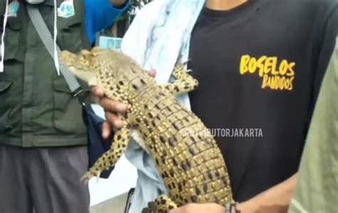 Amankan Pelaku Tawuran yang Bawa Buaya, Polisi Beri Penjelasan