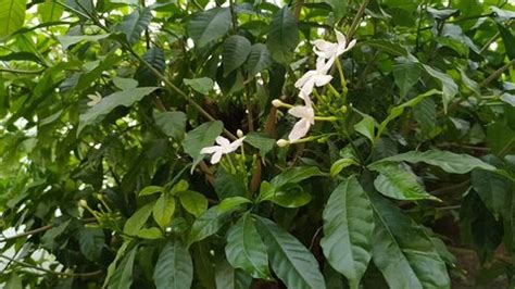 27 Gardenia Crape Jasmine Tree Stock Video Footage - 4K and HD Video ...