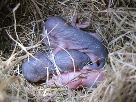 Blue Jay Barrens: Vole Nest