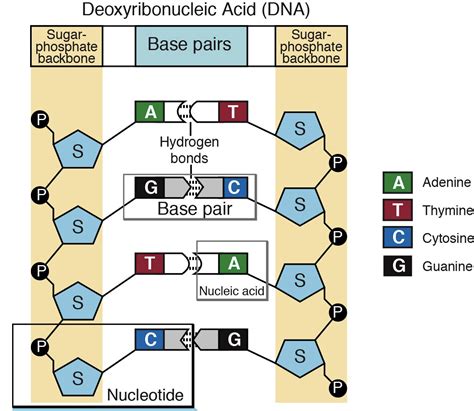 DNA and Reproduction – GCSE Biology (Combined Science) Edexcel Revision ...