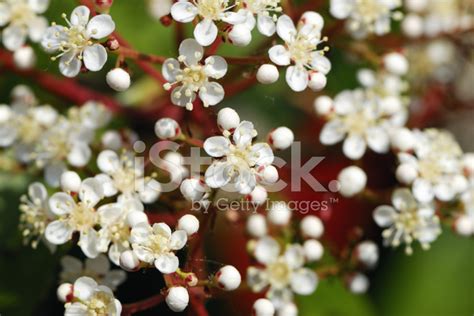 Photinia Flowers Stock Photo | Royalty-Free | FreeImages