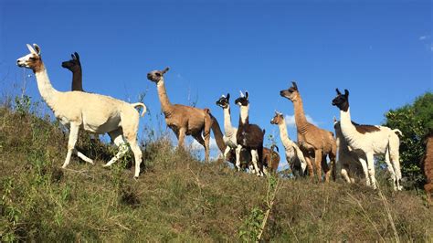 The Llama Farm, Ipswich Queensland