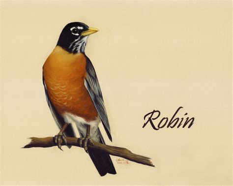 Robin Bird Drawing at GetDrawings | Free download