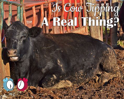 Is Cow Tipping a Real Thing? - My Fearless Kitchen