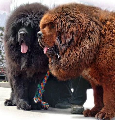 Cartes Postales CHIENS 5 | Tibetan mastiff dog, Mastiff dogs, Giant dogs