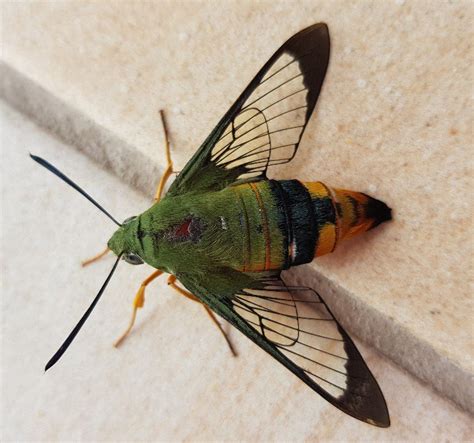 Hawk Moths - The Australian Museum