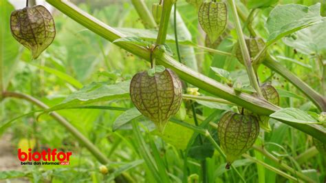 Manfaat Buah Ciplukan: Nilai Gizi dan Manfaatnya Bagi Kesehatan - Biotifor