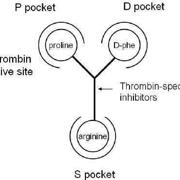 Schematic presentation of interactions between thrombin-specific ...