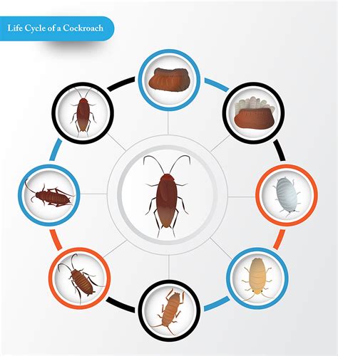 Life Cycle Of A Cockroach – Telegraph