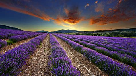 lavender field | Campos de lavanda en francia, Campos de lavanda ...