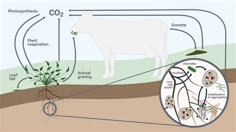 The science of soil carbon | New Zealand Agricultural Greenhouse Gas ...