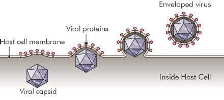 Virus Explorer