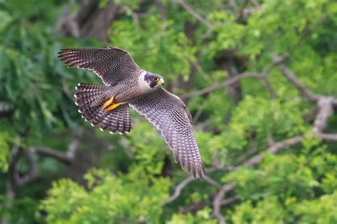 Soaring towards success: 2021 peregrine falcon conservation in ...