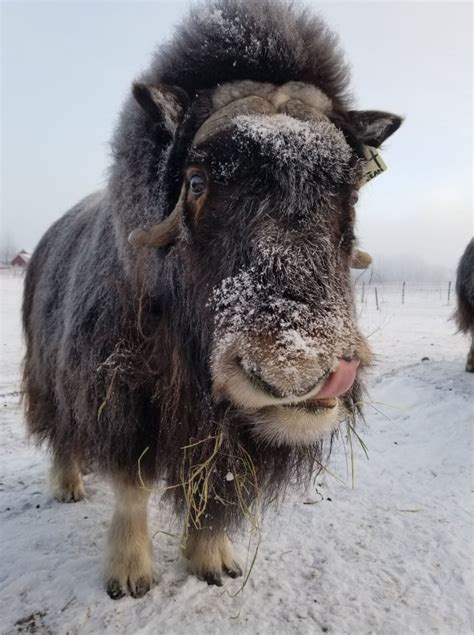 The Musk Ox Farm | Palmer, Alaska - Live Breathe Alaska