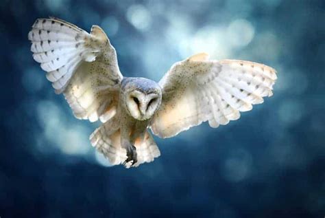 8 Spiritual Meanings of a White Owl