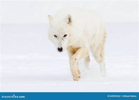 Arctic wolf on hunt stock photo. Image of observing, natural - 84992262