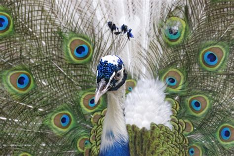 Sensational White Peacocks - All The Facts And Pictures