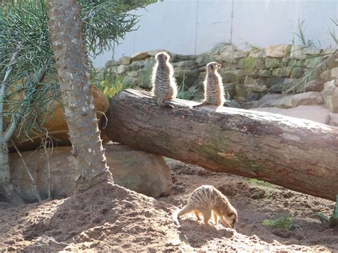 Meeting the Cute Animals of Taronga Zoo in Sydney, Australia