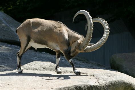 25 Fun And Interesting Facts About Ibex Goats - Tons Of Facts