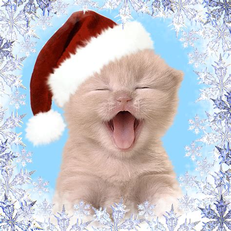 Happy Christmas Kitty cute animals cat happy animated kitten kitty ...