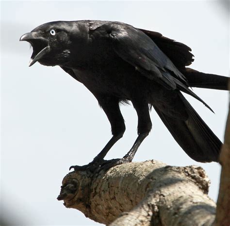 Torresian Crow (Corvus orru)