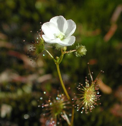 Flower Gallery :: Droseraceae :: AAAA7292