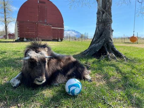 Musk Ox Farm | Unique Alaskan Animals Near Anchorage | ALASKA.ORG