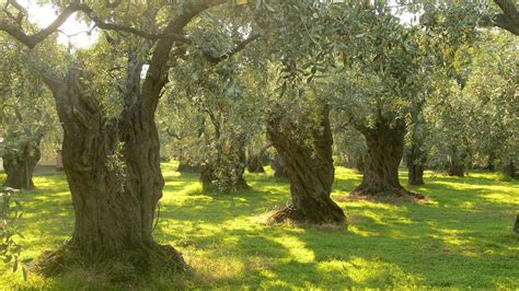 File:Olive trees on Thassos.JPG - Wikipedia