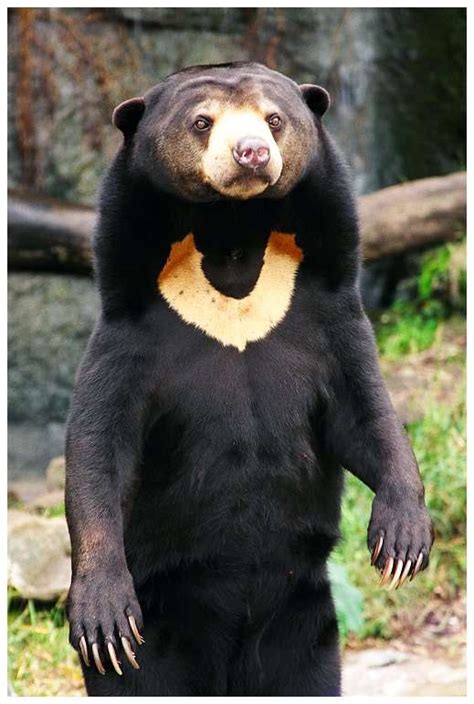 Wild Life Animal: Sun Bear a Tropical Rainforest Animal