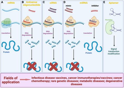 Overview of the various types of RNA-based therapeutics and their modes ...