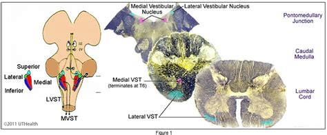 Neuroanatomy Online: Lab 6 (ƒ9) Descending Pathways to the Spinal Cord ...