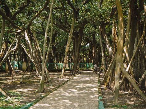 How To Visit The Great Banyan Tree In Kolkata Botanical Gardens!