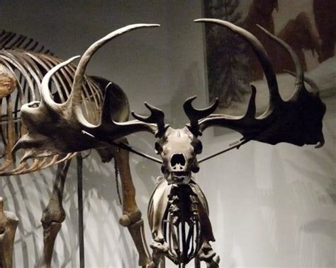 Fishermen net skull and antlers of extinct Irish elk | Irish elk, Skull ...