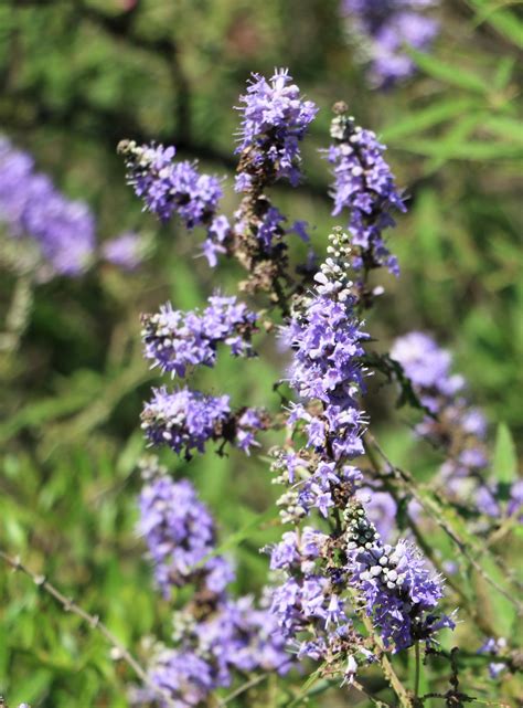 Vitex agnus-castus. | Flora, Verbenaceae