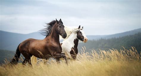 Equine Elegance: HD Wallpaper of Majestic Horses Running Free