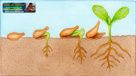 SONU ACADEMY: SEED GERMINATION