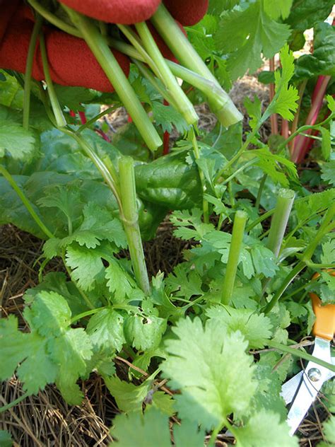 How to Grow Cilantro in a Pot or in Your Garden – Bonnie Plants