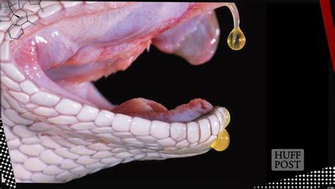 Snake Venom: Healing Medicine & Toxic Menace (VIDEO) | HuffPost