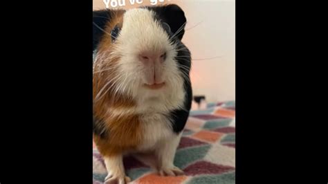 Netizens can't get over this guinea pig's adorable smile, can you ...