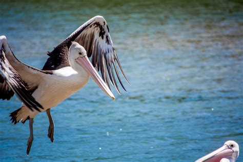 Australian Pelican 2 Free Photo Download | FreeImages