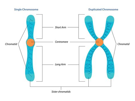 Labeled Chromosome