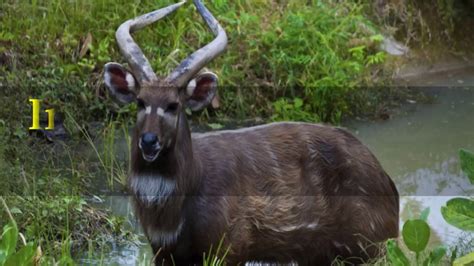 Interesting Sitatunga Facts - YouTube