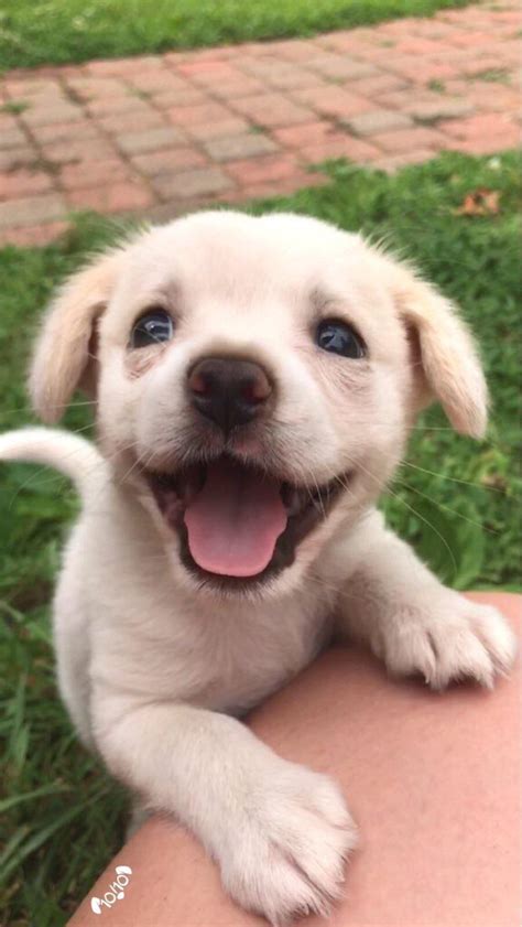 Smiling golden retriever puppy : r/Eyebleach